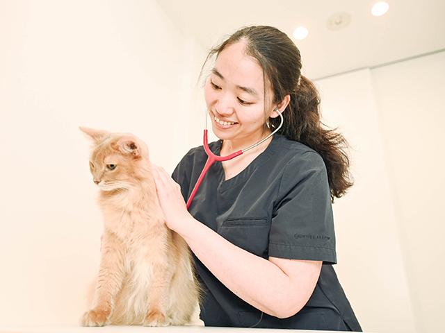 神楽坂 Cat Specialists