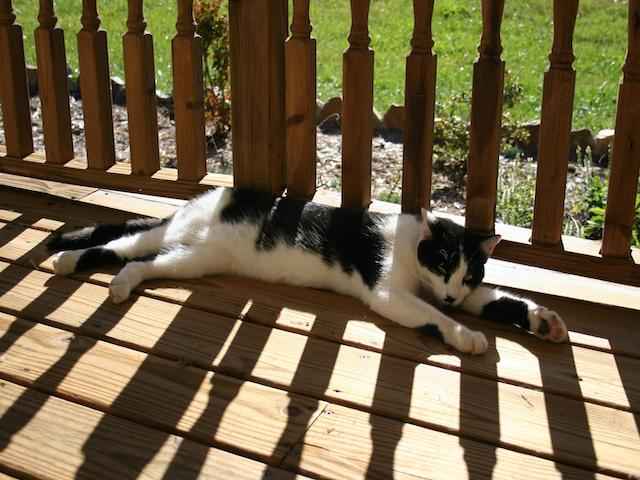 ペットのはてな 猫のいびきについて 東京ドクターズ