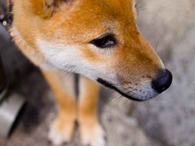 「老犬ホーム」という選択。