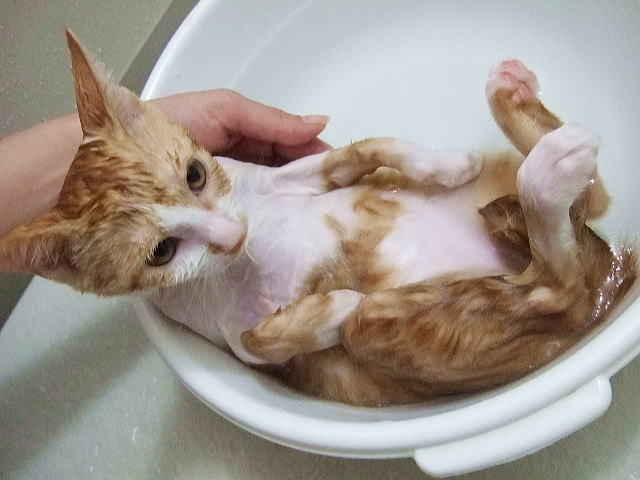 猫を上手に洗いたい！