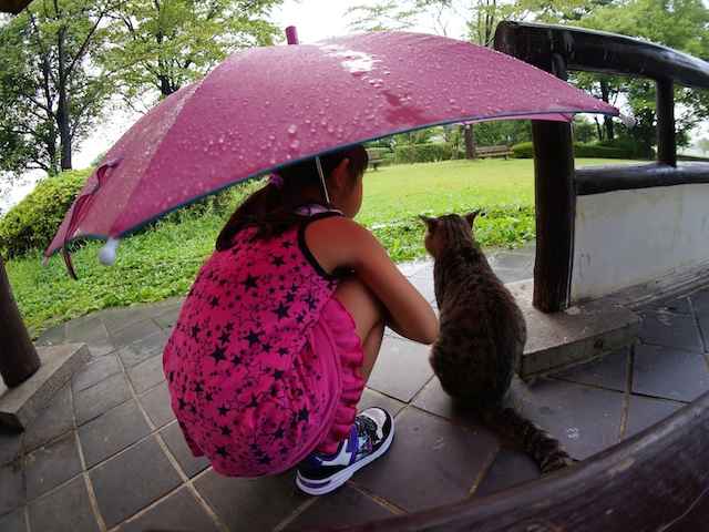 雨の日に猫がおとなしくなる理由。