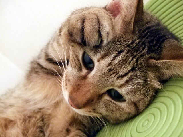 猫にアロマは危険！いい香りにも要注意