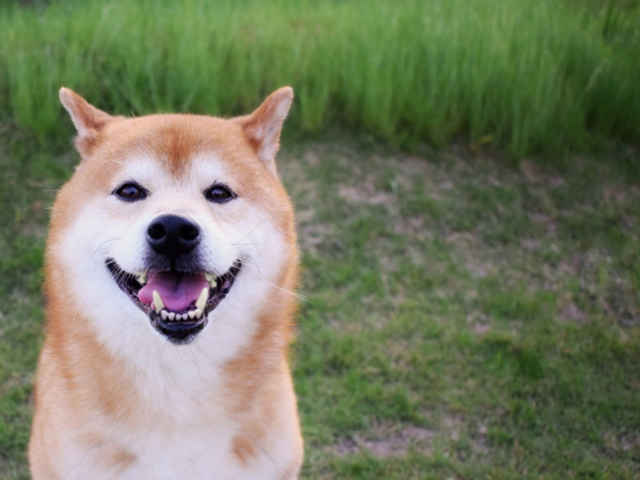 放っておくと危険！？犬の「歯周病」！