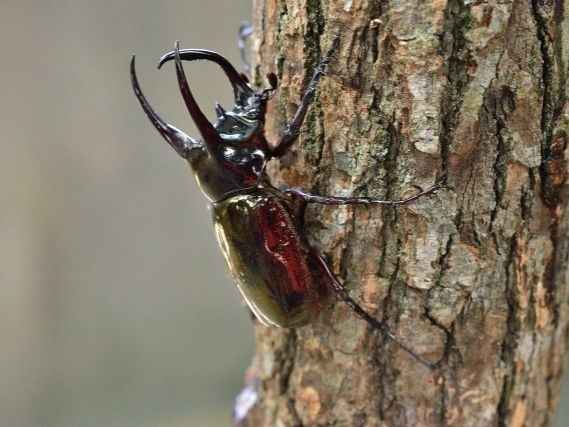 カブトムシを見つけた！さあ、どこをつかもう？