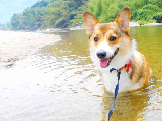 犬と川遊びを楽しもう Okな川 と Ngな川 があるって知ってました 東京ドクターズ