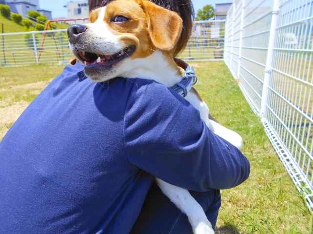 犬アレルギーだけど犬を飼える 原因と症状 対処法を解説 東京ドクターズ