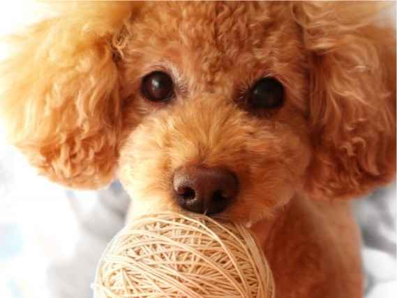 犬の目やにが多いのは病気 色別の原因や取り方などを獣医師が解説 東京ドクターズ