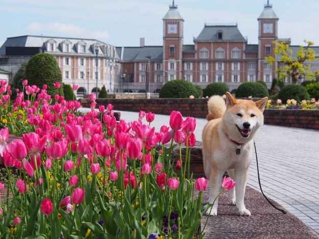 一緒におでかけ♬犬は花を食べても大丈夫？