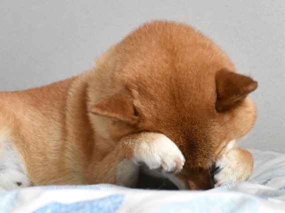 犬も花粉症 症状と対策を解説します 東京ドクターズ