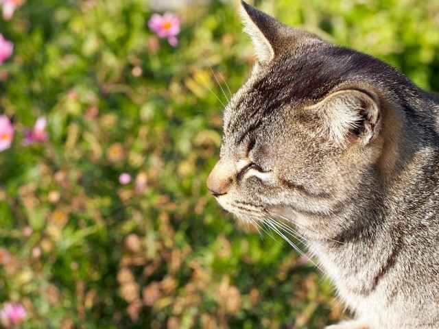 実は甘くみてはいけない猫のマダニ 東京ドクターズ