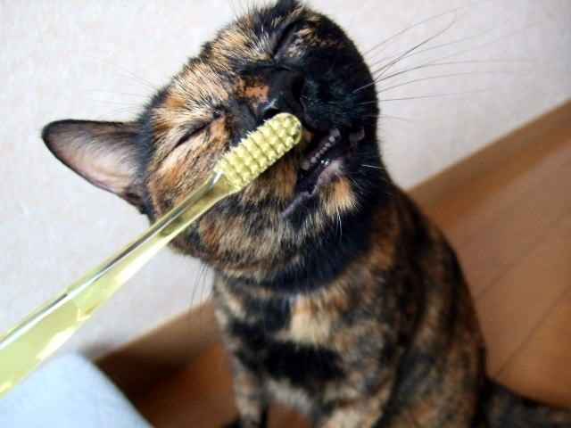 猫ちゃんにも「歯周病」ってあるの？？