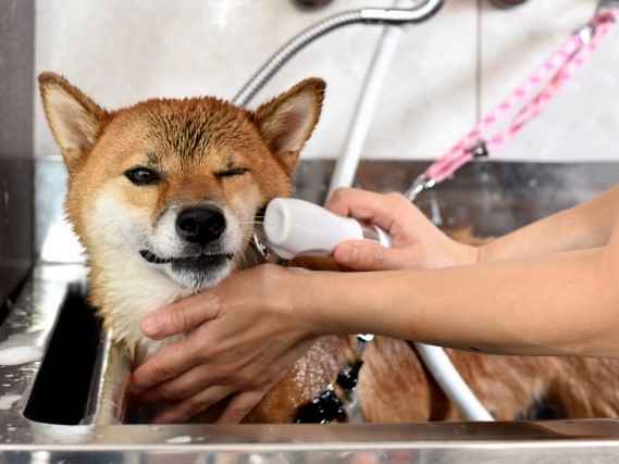 犬の フケ ってなにかの病気 東京ドクターズ