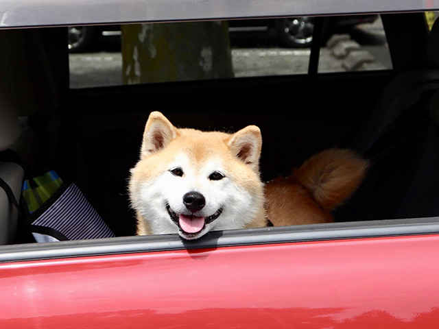 ドライブ前に！愛犬の車酔い対策☆