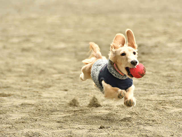 バカ売れの犬用おもちゃ、人気の秘密は？？