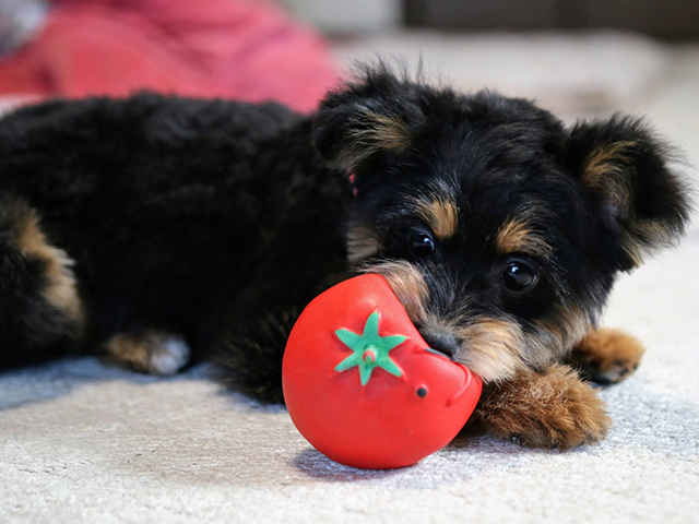 夏野菜は犬にも必要な栄養が含まれている？！