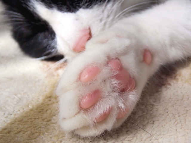 愛猫の肉球で健康チェック