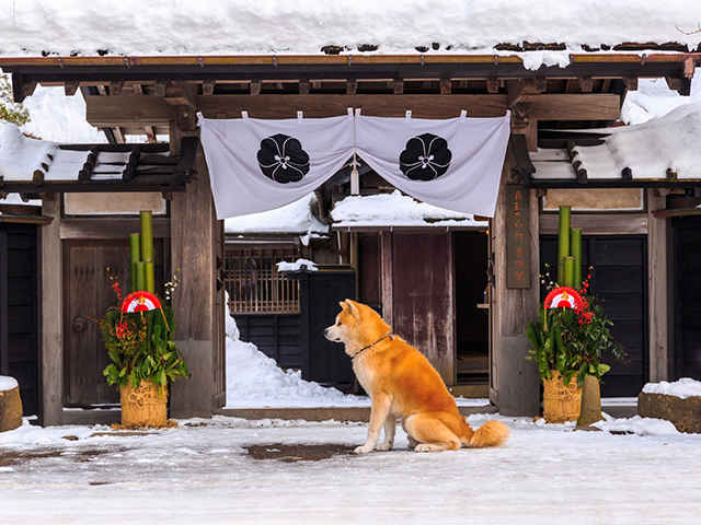 愛犬も腸内環境を整えて免疫力アップ！