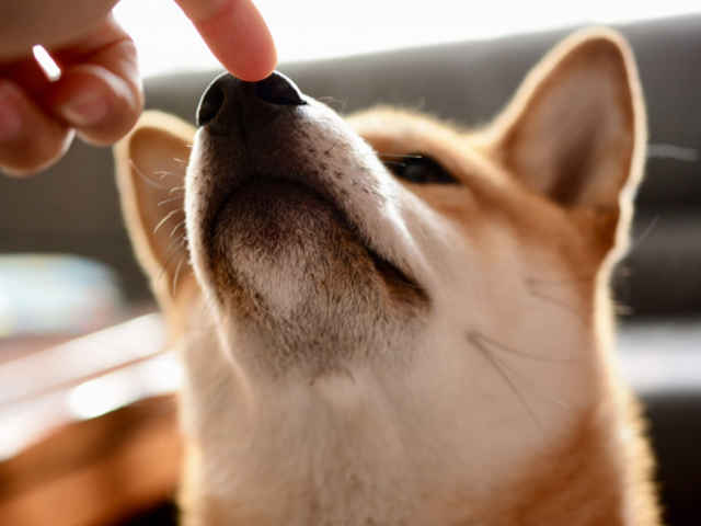 愛犬が寝たきりになったら、、心構えとやるべきこと