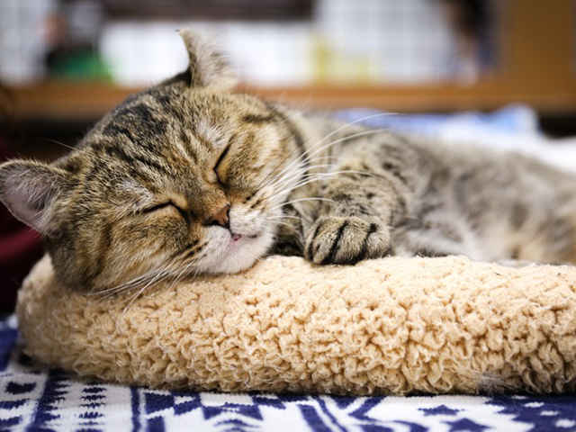 湿気の多い梅雨の時期、愛猫のケア