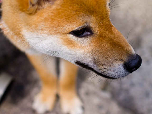 犬のひげの役割とは 東京ドクターズ