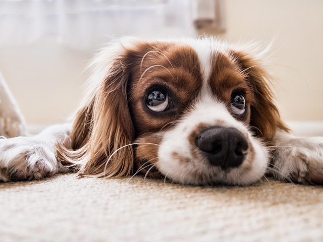 おもちゃや食べ物を隠す犬の行動のヒミツ