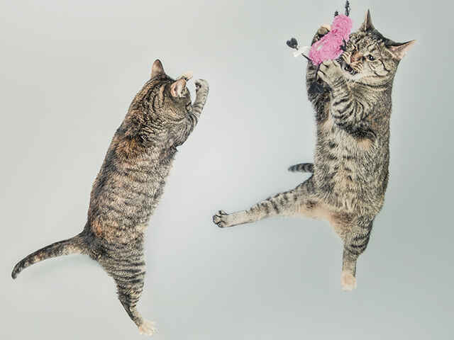 猫が飛び跳ねる理由とシーンを学ぼう