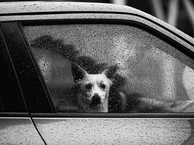 梅雨の頃に多くみられる犬の病気3点
