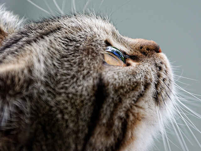 猫のあごにできた黒いポツポツは猫ニキビ！症状、原因や治療法は？