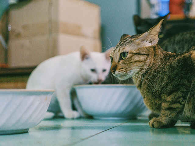 人気のネコ用「液状おやつ」は控えめに！ 主食代わりに与え続けると脂肪肝の危険性が。