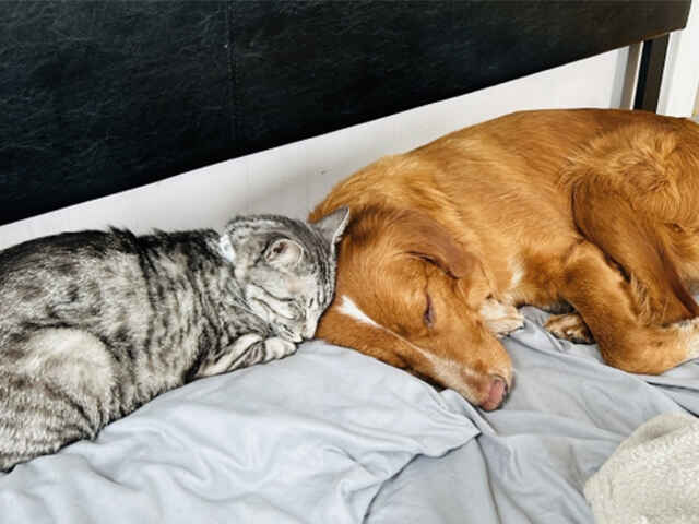犬と猫が一緒に仲良く暮らせるのはなぜ？
