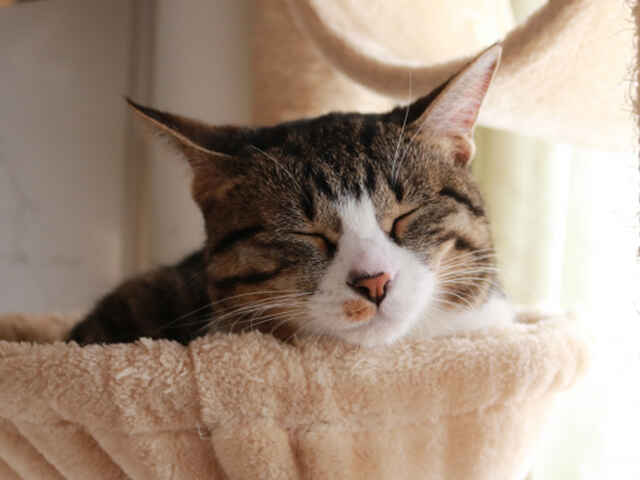 猫がストレスを感じているときの仕草や行動とは？