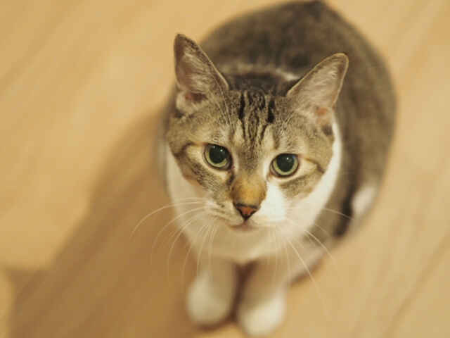 猫が起こしやすい「誤飲・誤食」 症状や対処法とは？