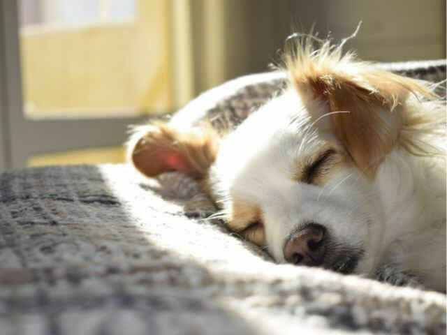 犬の「避妊・去勢手術」術後の過ごし方と注意事項とは？