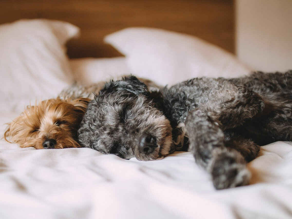 犬が爪を噛むのはやめさせたほうがいい？