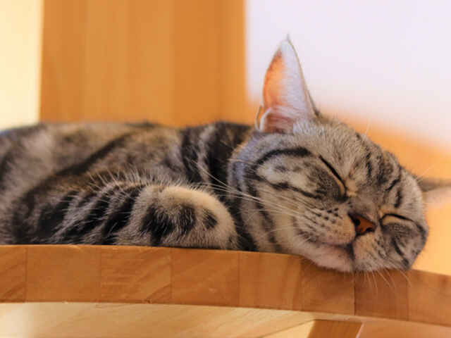 猫を「ペットホテル」に預けるときに注意したいこととは？