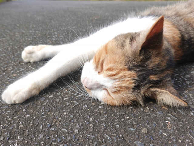 猫の「老化サイン」とは？