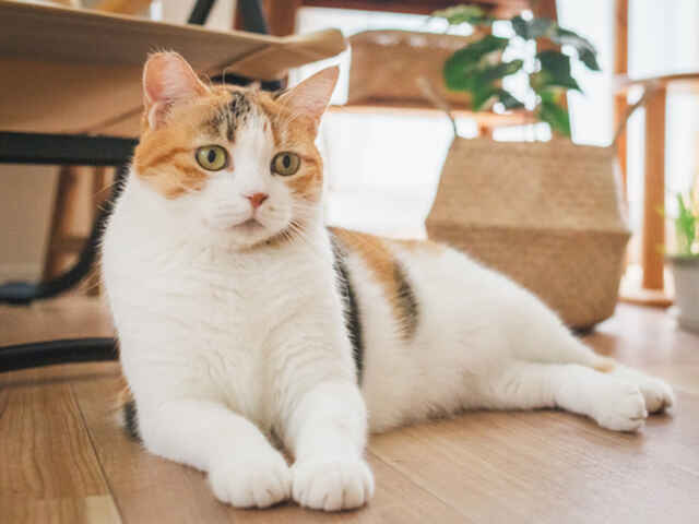 命にかかわることも？「猫カゼ」の症状とは？