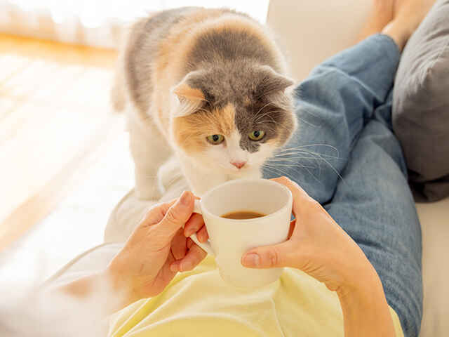 猫が間違えてコーヒーを飲んでしまったら！？