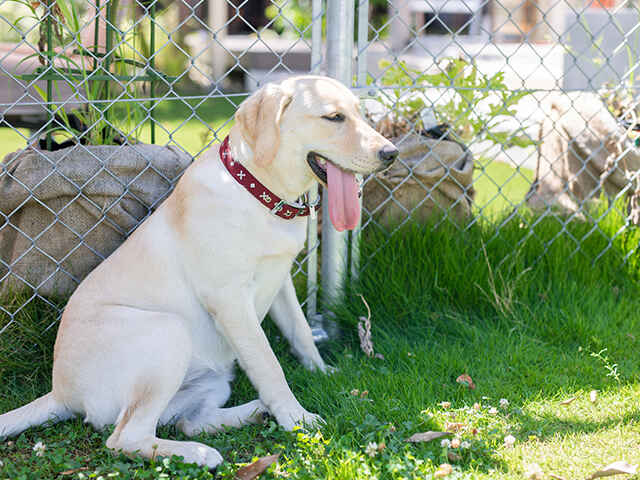 春でも犬の熱中症に注意が必要