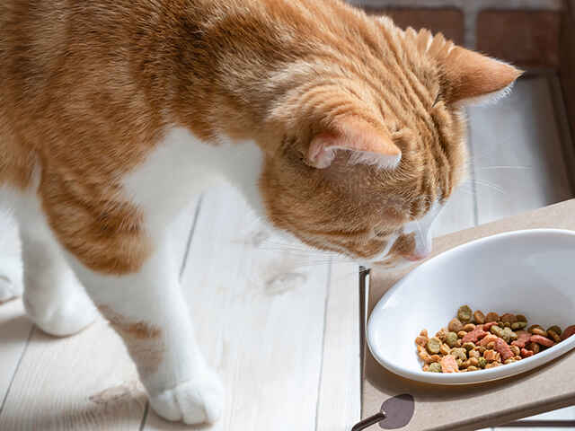 猫がごはんを食べないときはどうしたらいい？