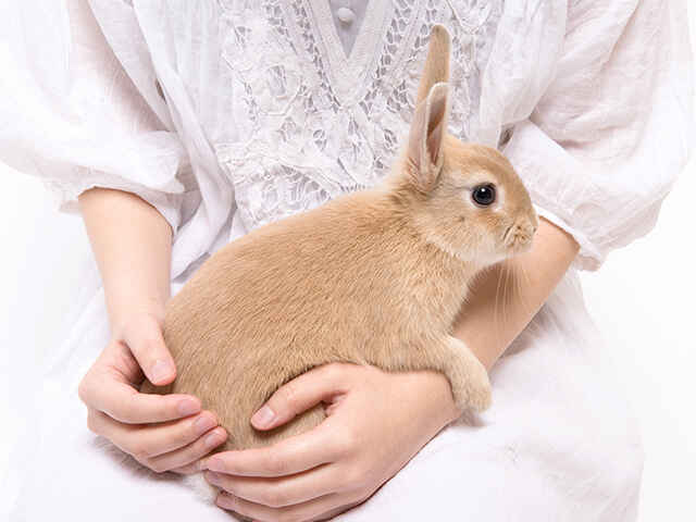 仰向けで動かなくなるのは極度のストレスから