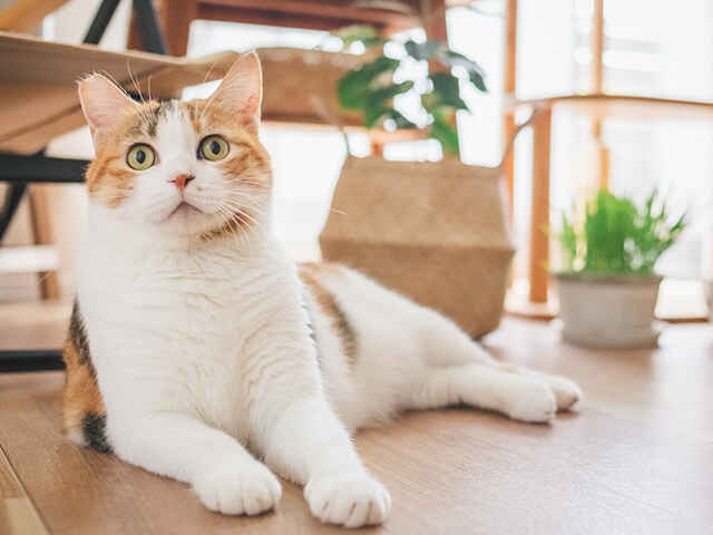 猫の糖尿病ってどんな病気？