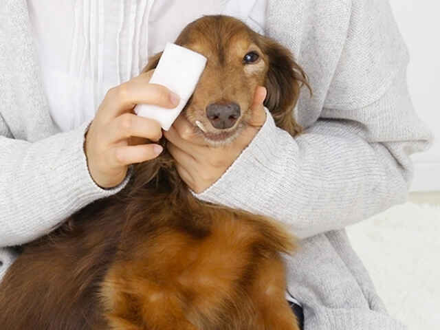 犬の涙やけとは…？