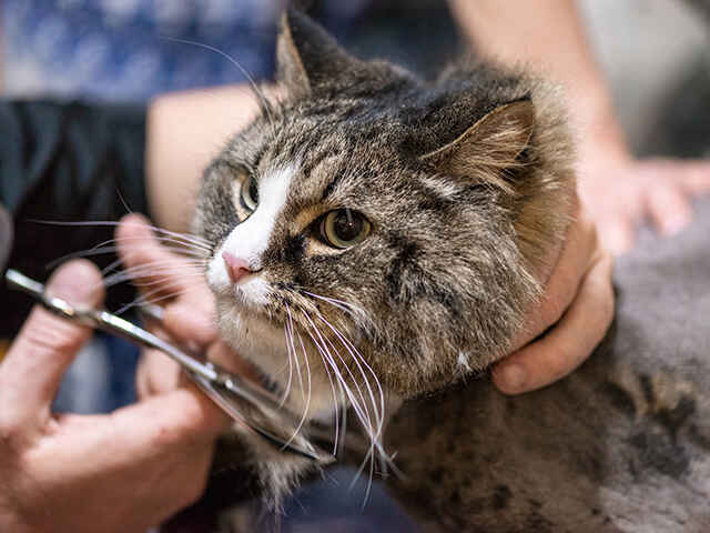  猫にトリミングやシャンプーは必要？