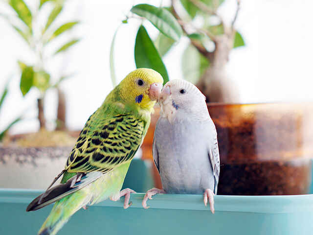ペットの鳥が迷子になった時はどうしたらいい？