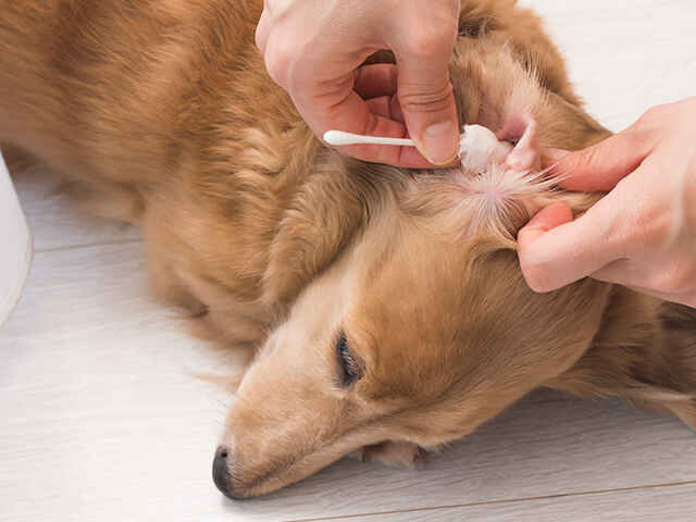 犬の耳掃除の頻度と正しいお手入れ方法 