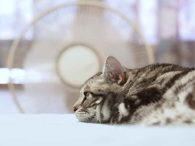猫の湿気対策はどうしたらいい？