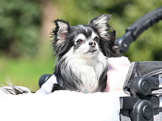 犬の「パテラ」を知っている？