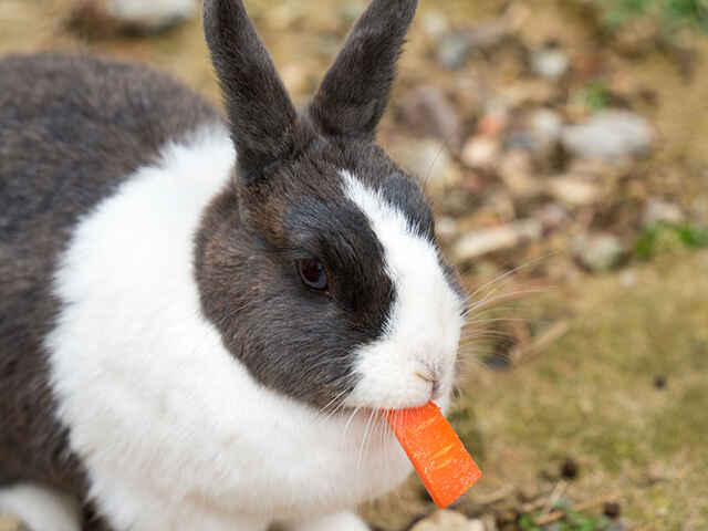 うさぎの甘噛みどうやめさす？