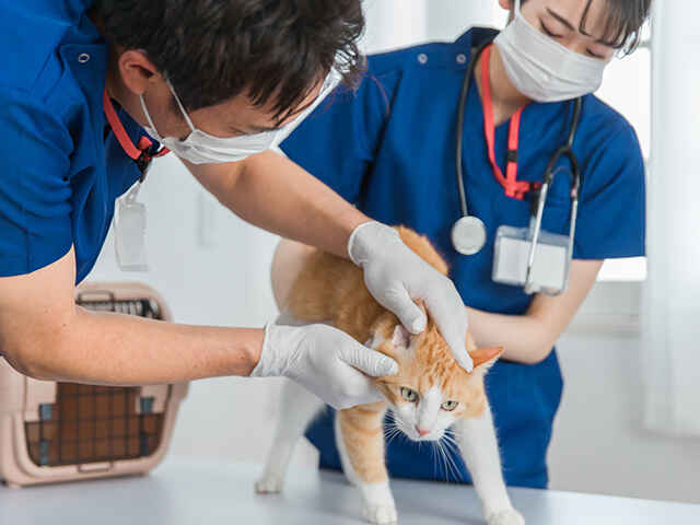 猫が腎臓病になったら？